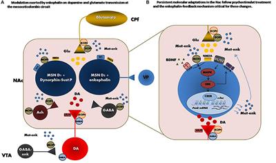 Enkephalin as a Pivotal Player in Neuroadaptations Related to Psychostimulant Addiction